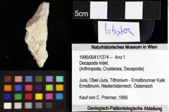 Foto (Objket + Etiketten) von Decapoda indet. 